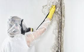 Why You Should Choose Our Mold Remediation Services in Brushy, OK